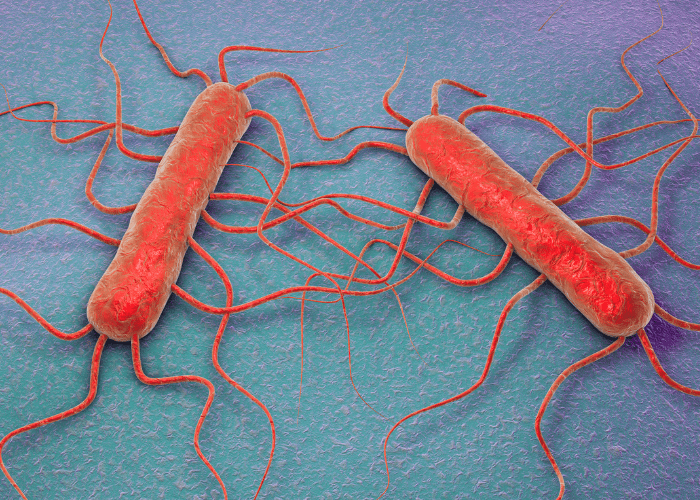 Listeria monocytogenes bacteria